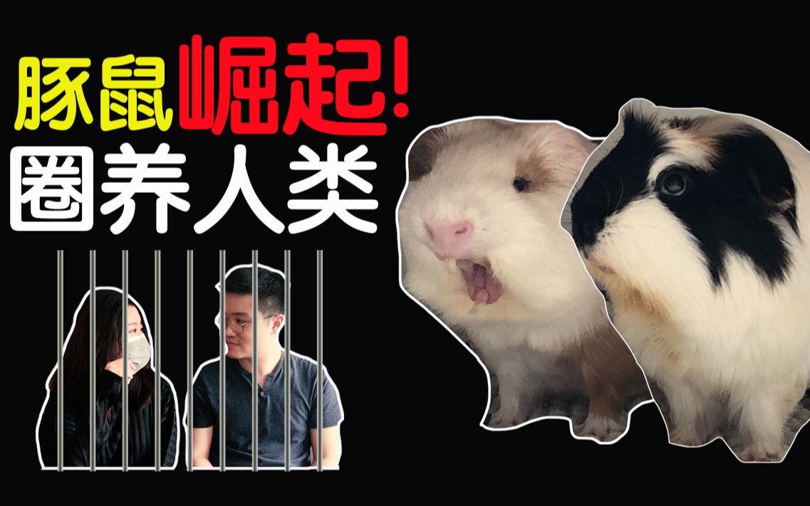 豚鼠特工队片尾曲豚鼠特工队片尾曲，热血激昂，英雄之歌-第3张图片