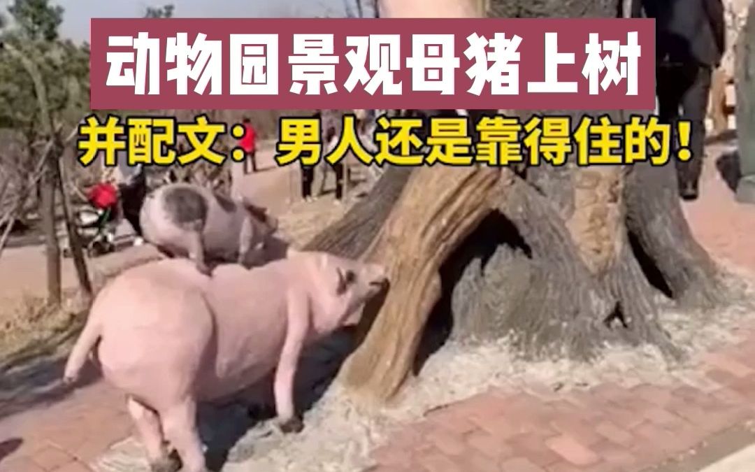 男人与母猪交男人与母猪交之事-第2张图片