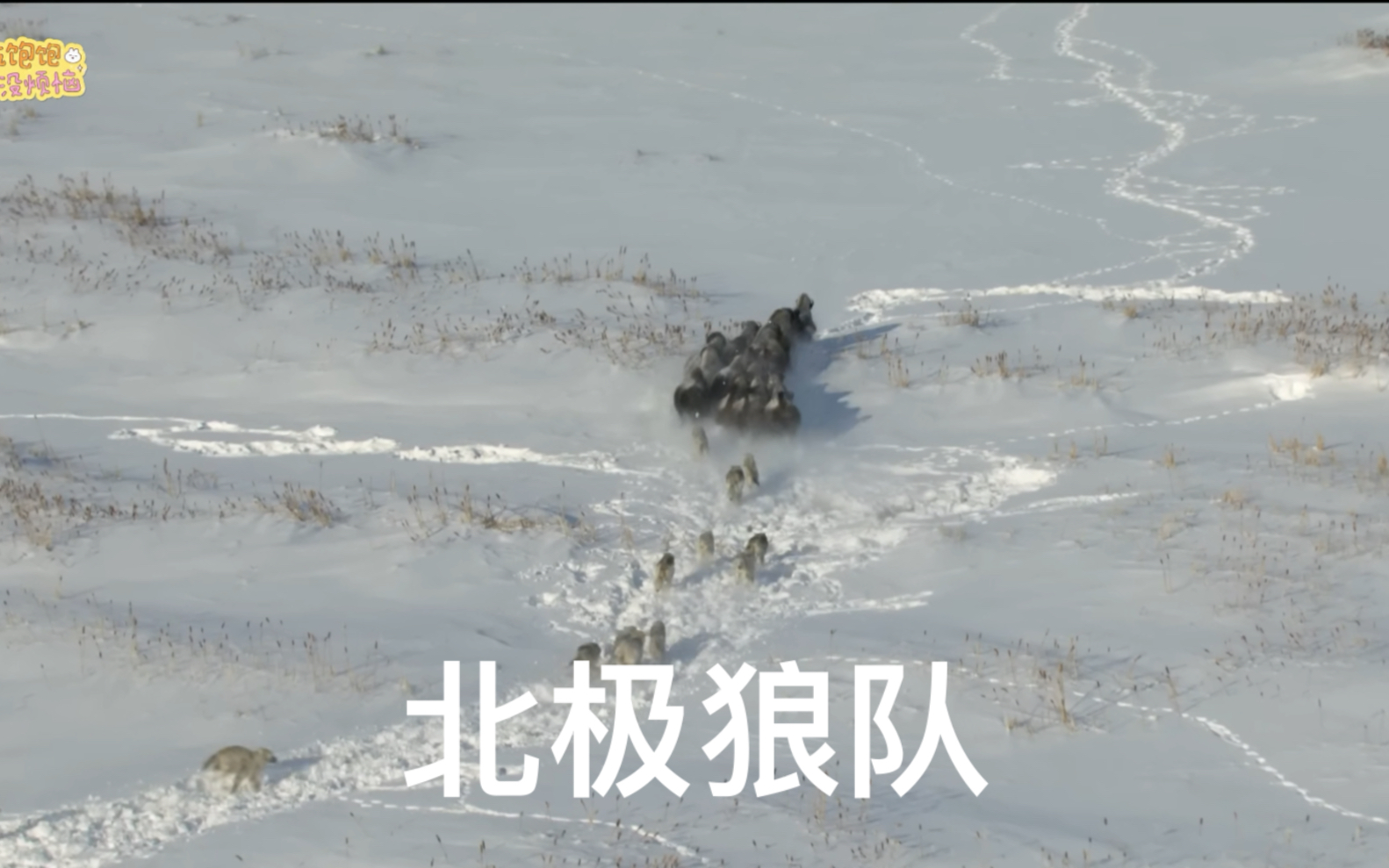 狼群社区视频免费观看网站狼群社区视频免费观看网介绍