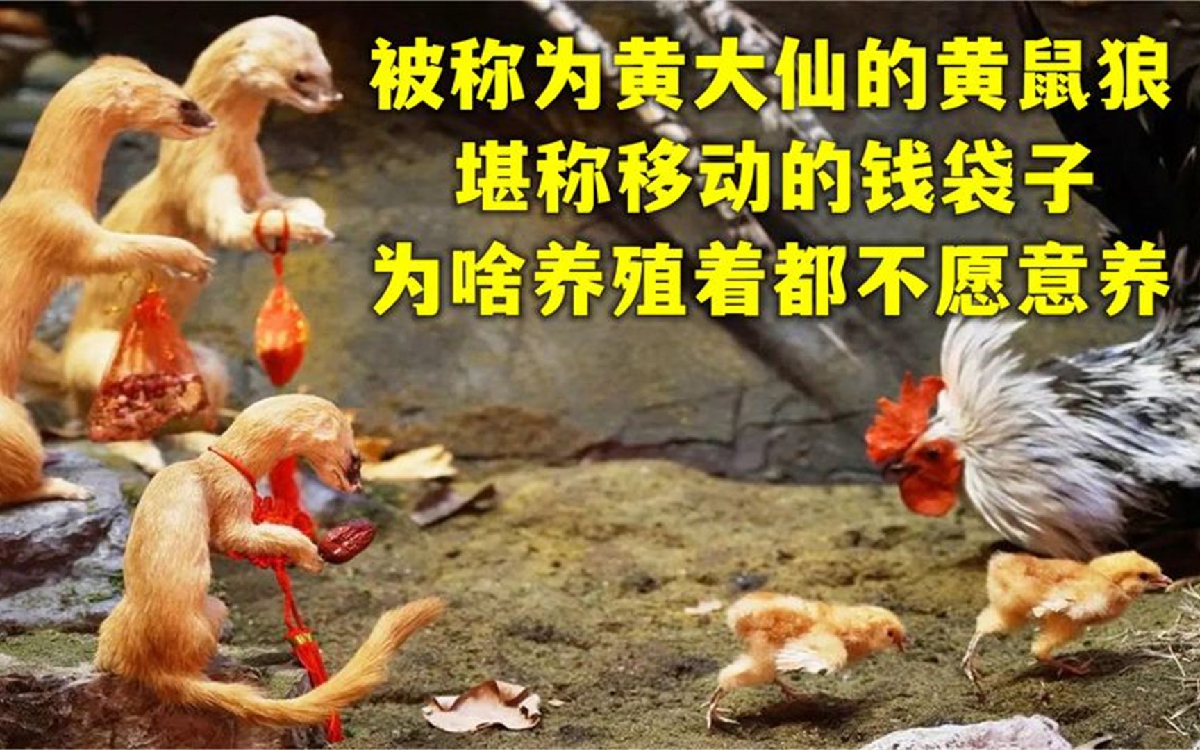 黄大仙救世网资料黄大仙救世网，资料介绍-第1张图片