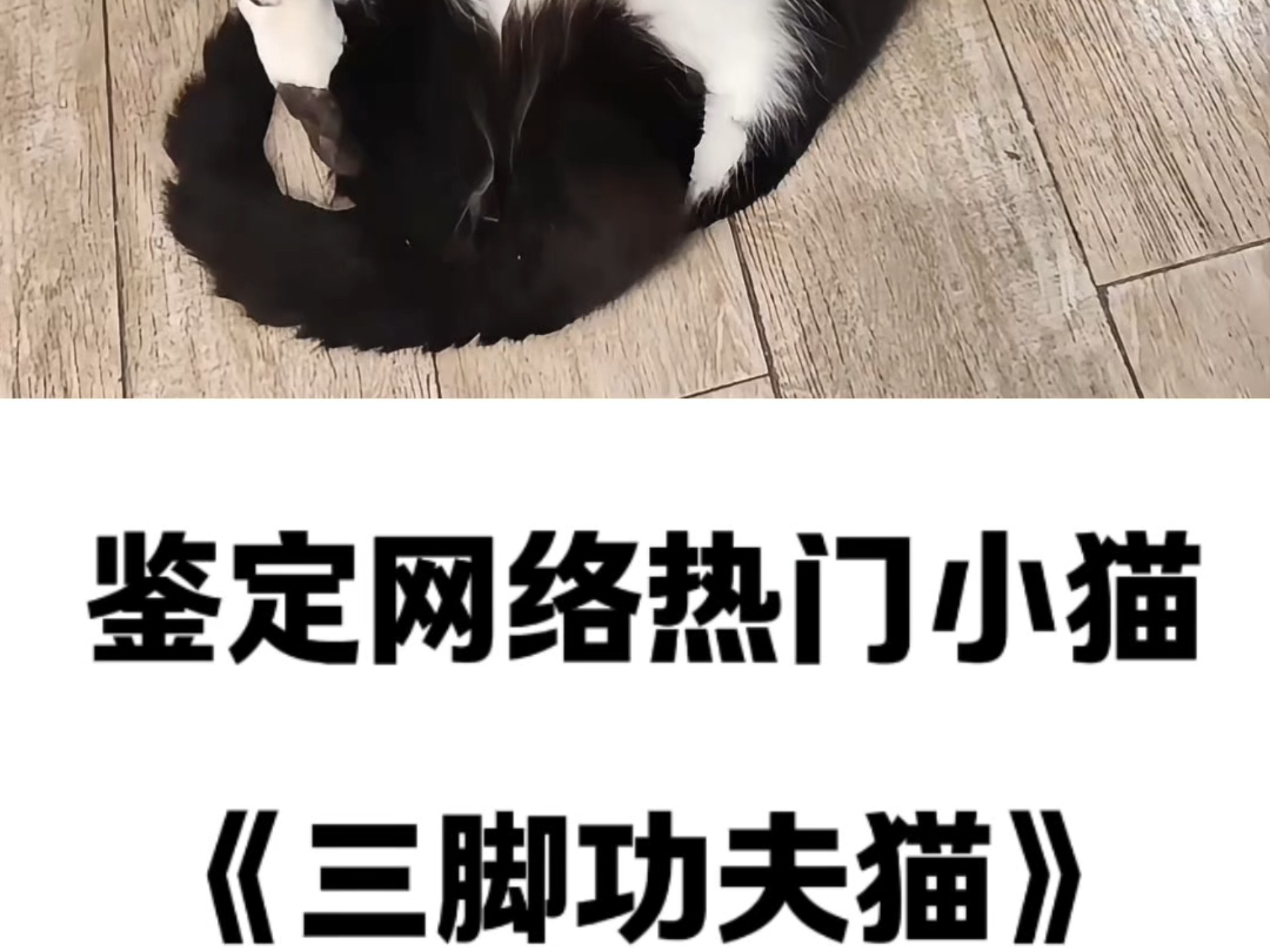三脚猫论坛，探索网络交流的新天地
