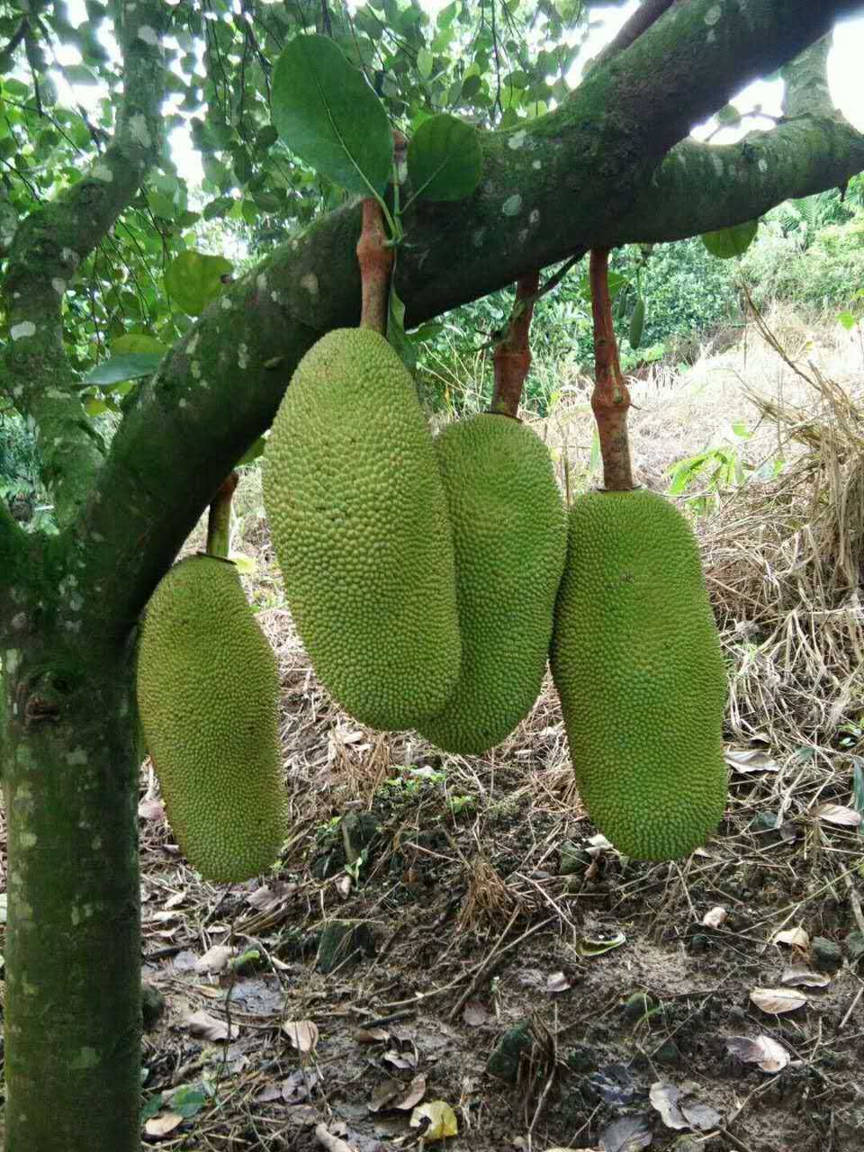 菠萝蜜在线观看版免费高清菠萝蜜在线观看版免费文章-第2张图片