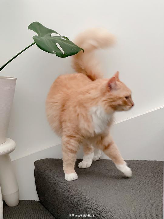 老太太毛多多