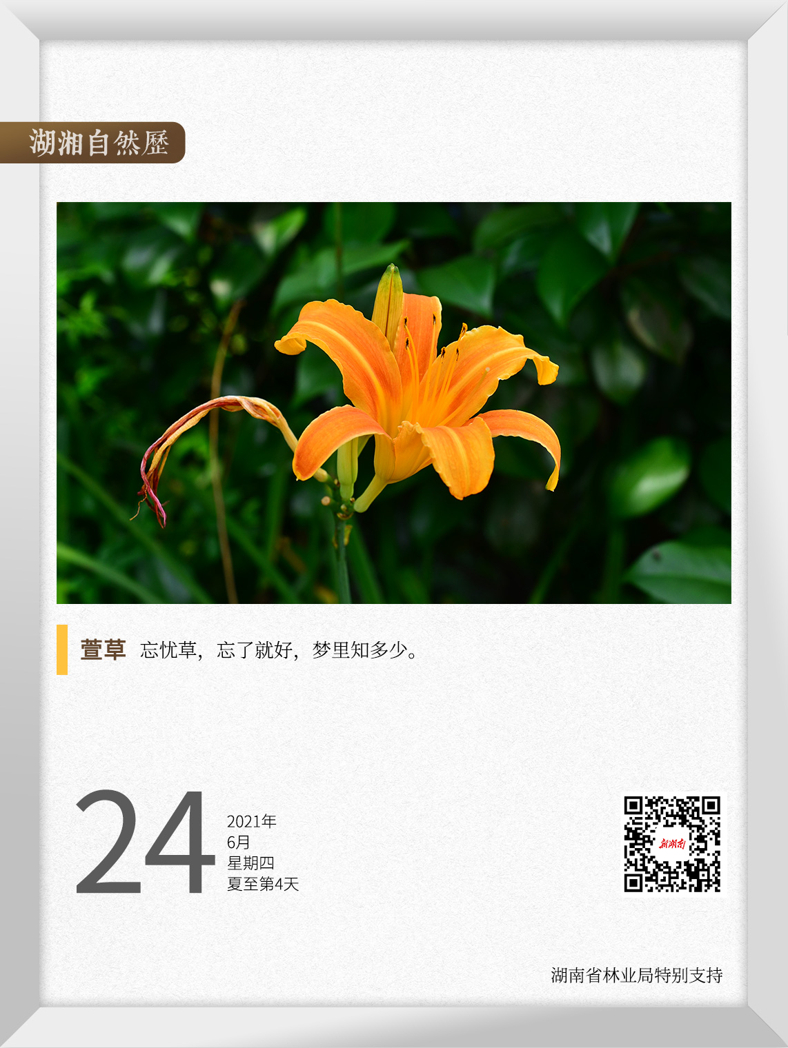 忘忧草视频在线观看视频电影忘忧草视频在线观看体验-第3张图片