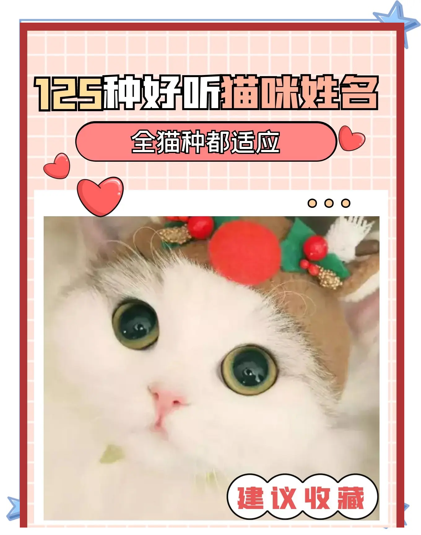 新版猫咪地域网名推荐-第2张图片