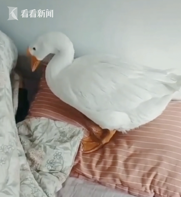 岳的大白屁股光溜溜