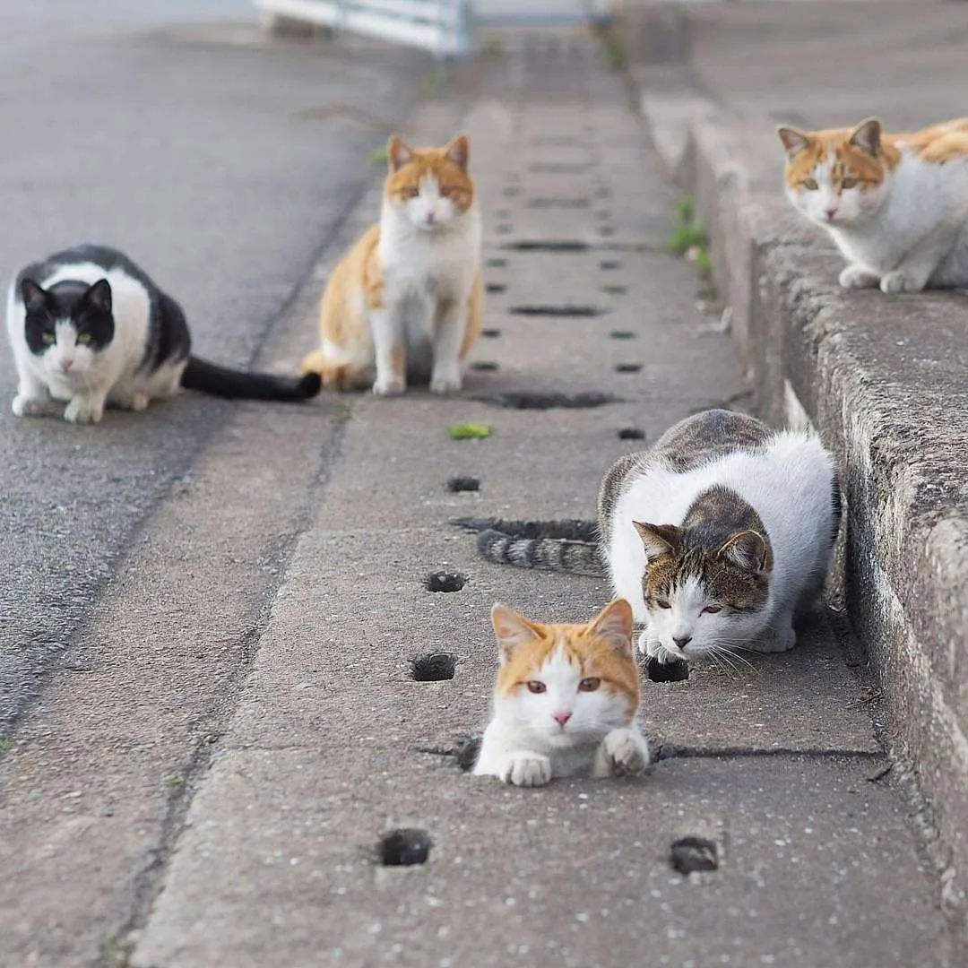 猫狗影院电视剧在线观看猫狗影院，宠物电影的奇妙世界