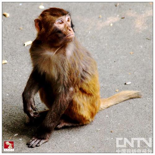 打牌克生猴子的视频大全图片打牌克生猴子的视频大全