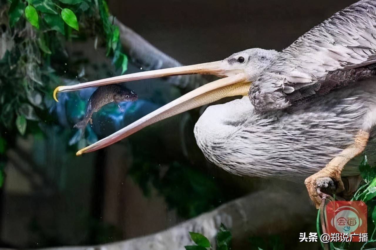长嘴泥鳅食谱长嘴泥鳅食谱-第2张图片