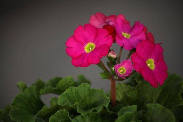 播放樱花草樱花草在线影视WWW中文字幕