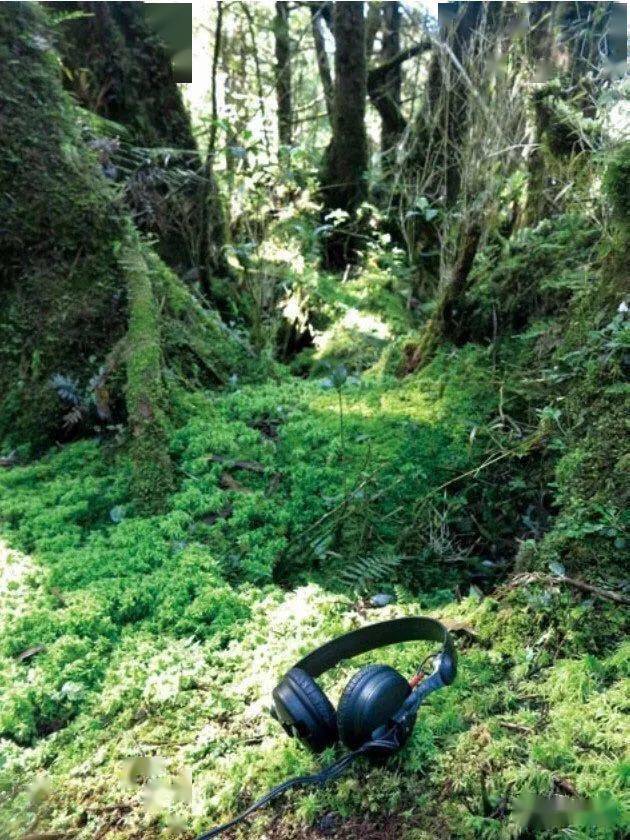 听着湿润声音的探索之旅-第2张图片