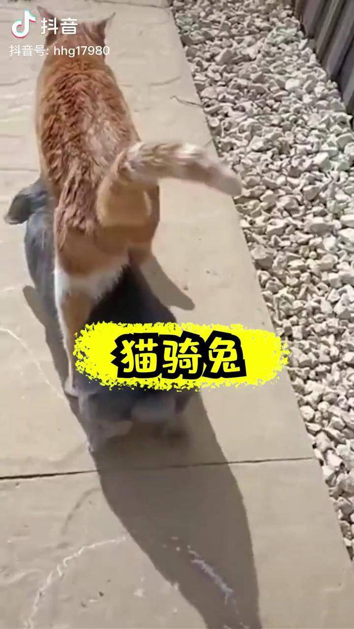 两个大兔子抖来抖去的图片两个大兔子抖来抖去的图片