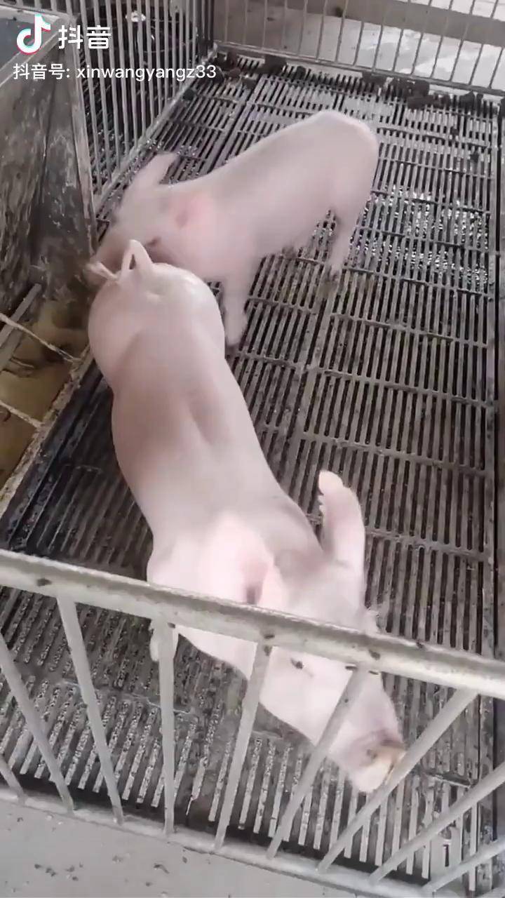 456女厕所大白屁股456女厕所大白屁股事件-第2张图片