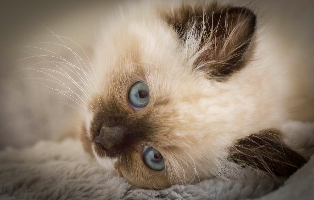 猫咪新区9uu有你有我足矣!猫咪新区9uu有你有我足矣！