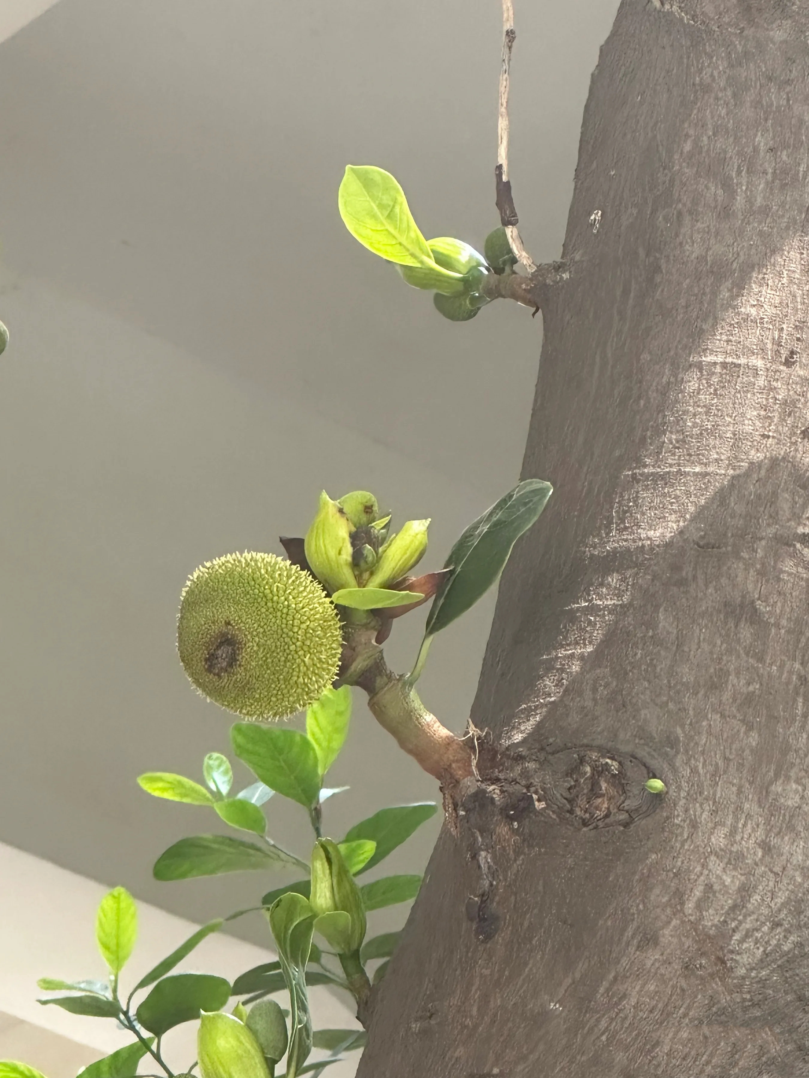 免费观看菠萝蜜视频