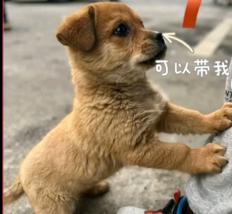 狗狗干了我一小时就死了狗狗干了我一小时