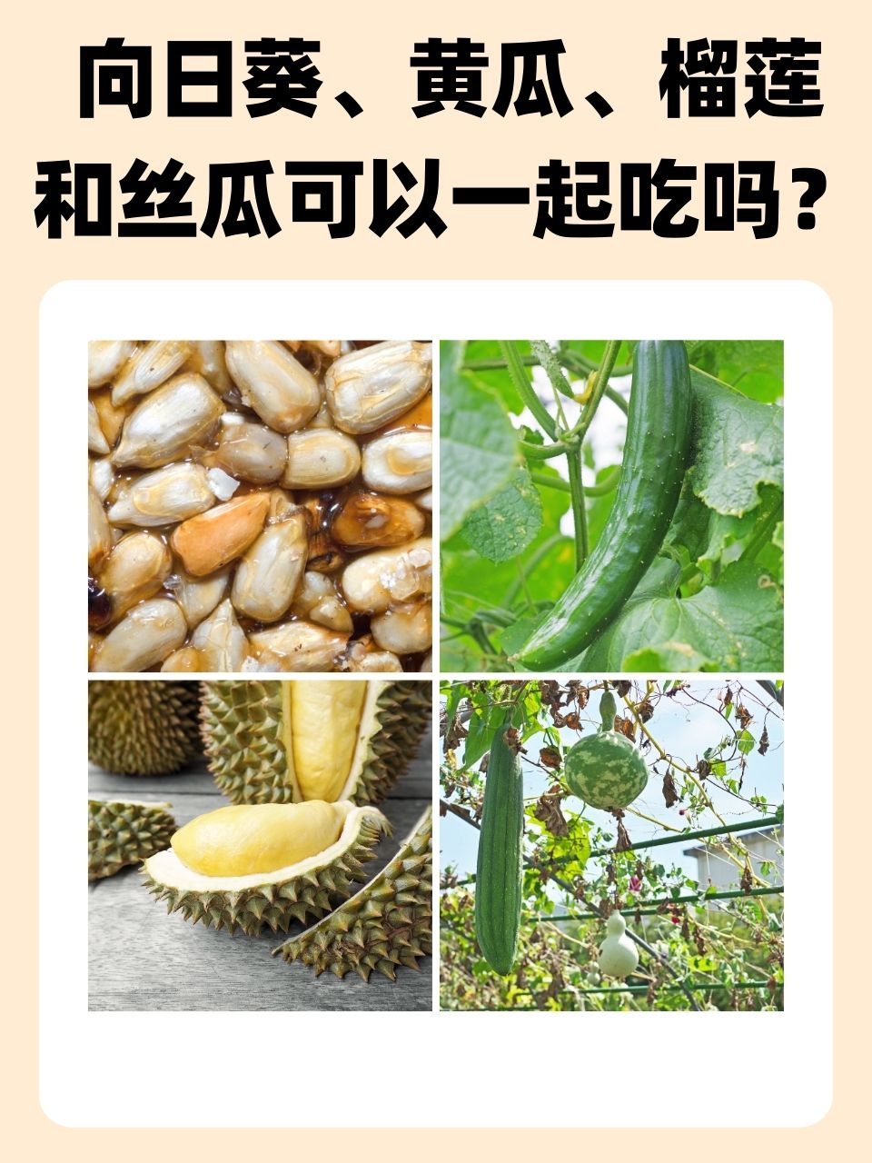 草莓 丝瓜 向日葵 榴莲破解版草莓丝瓜香蕉向日葵榴莲18岁无限版免费体验-第2张图片