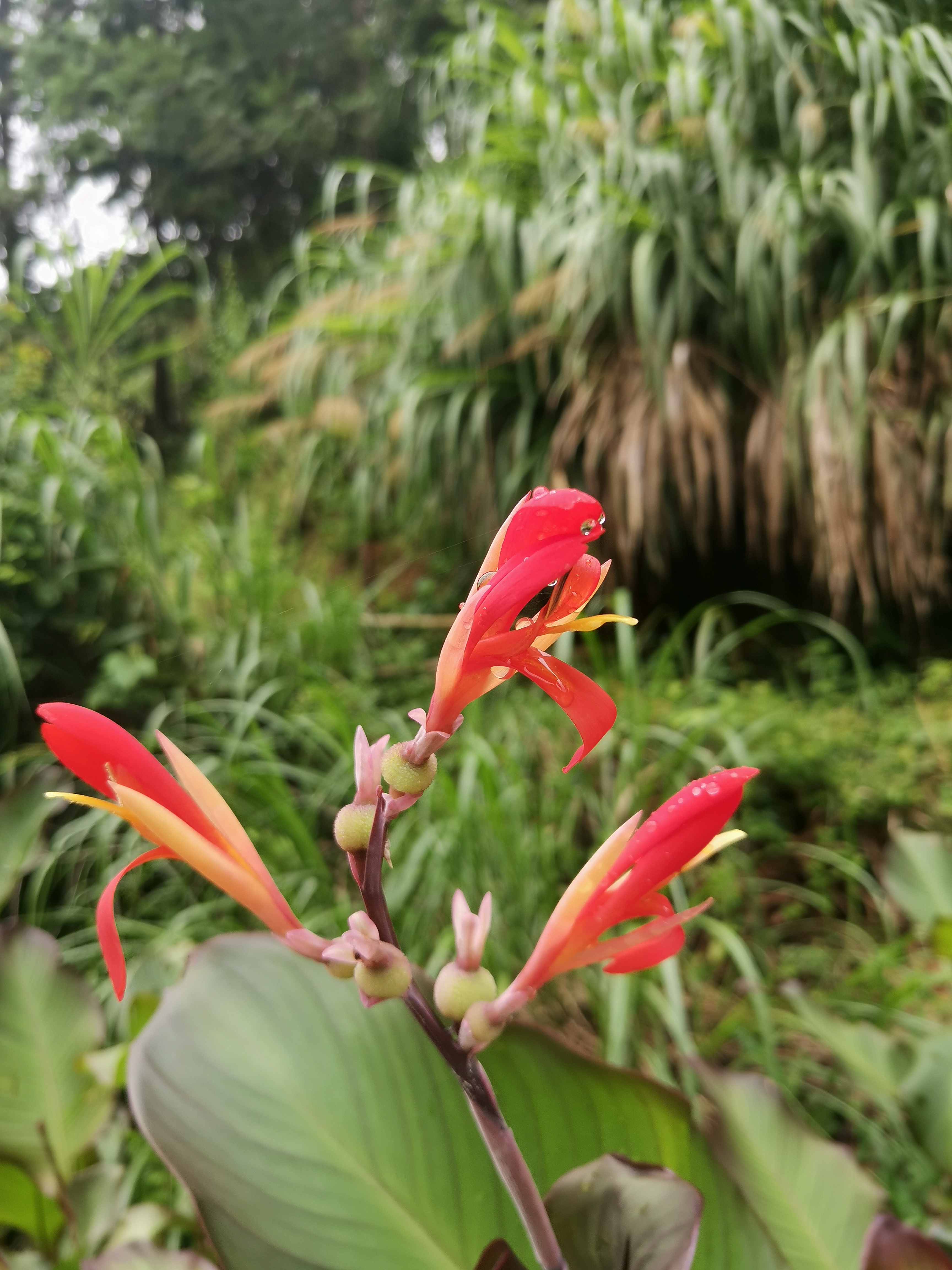 舔舐花蜜最简单处理方法舔舐花蜜，蜜蜂的甜蜜之旅-第3张图片