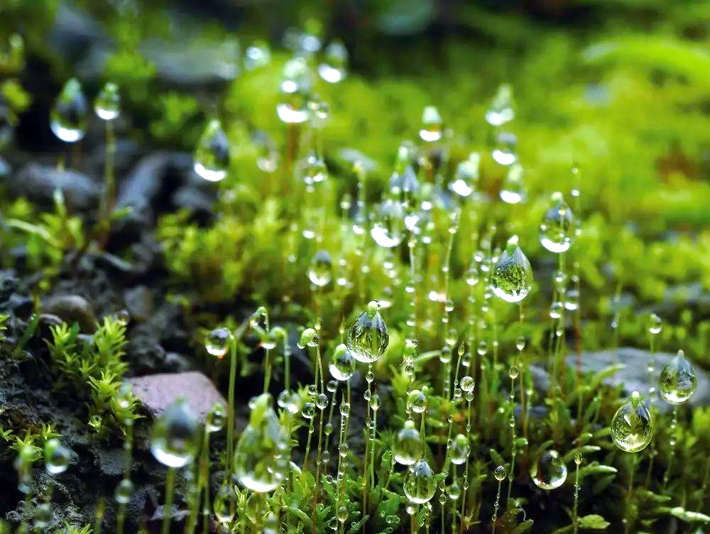黄石苔藓奇观探秘