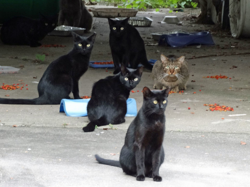 猫咪破解版泛滥成灾-第3张图片