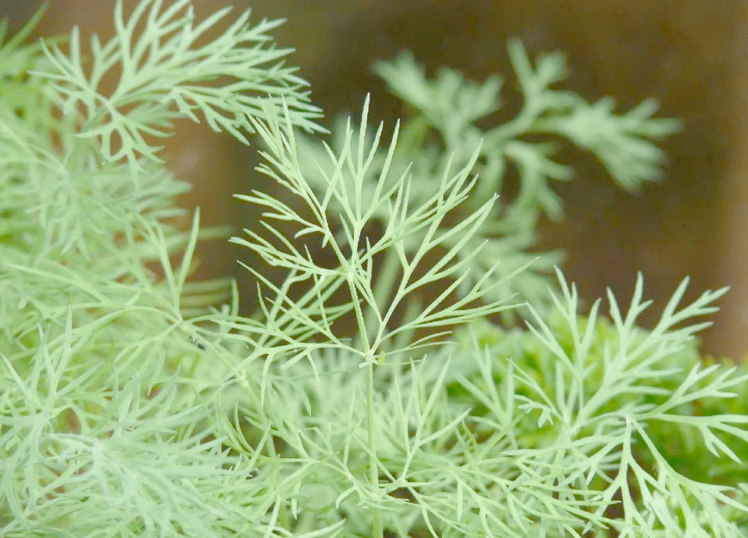 香草视频下载香草视频下载，探索视频内容的无尽魅力-第2张图片