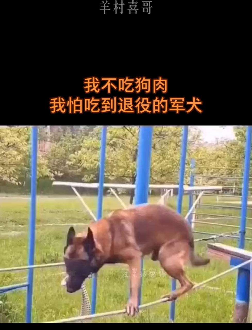 狗狗射速好烫太怕了春雨医生免费的视频狗狗射速好烫，宠爱之选-第2张图片