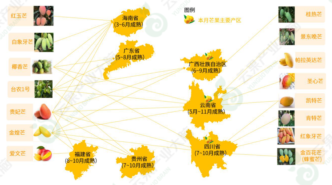 芒果精产国品一二三产区区别芒果精产国一二三产区区别探讨-第2张图片