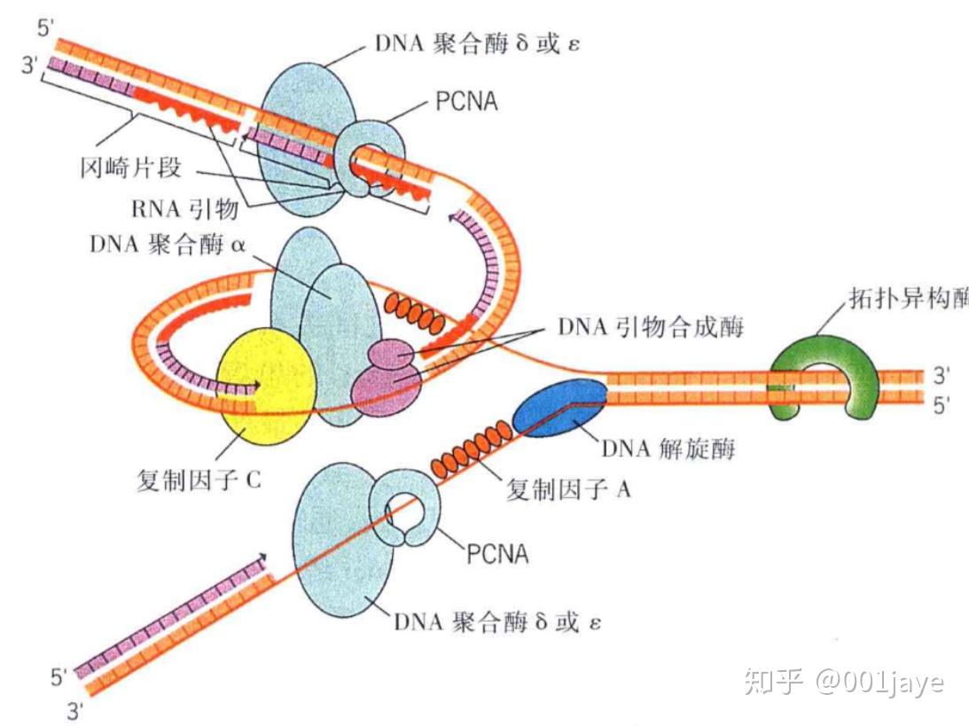 母亲和儿子dna一样吗知乎母亲和儿子DNA一样吗