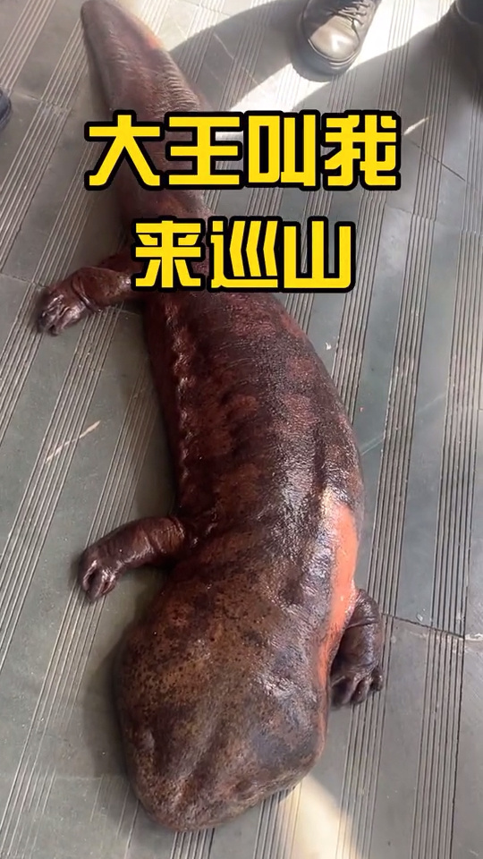 这样的BB你见过吗？-第2张图片