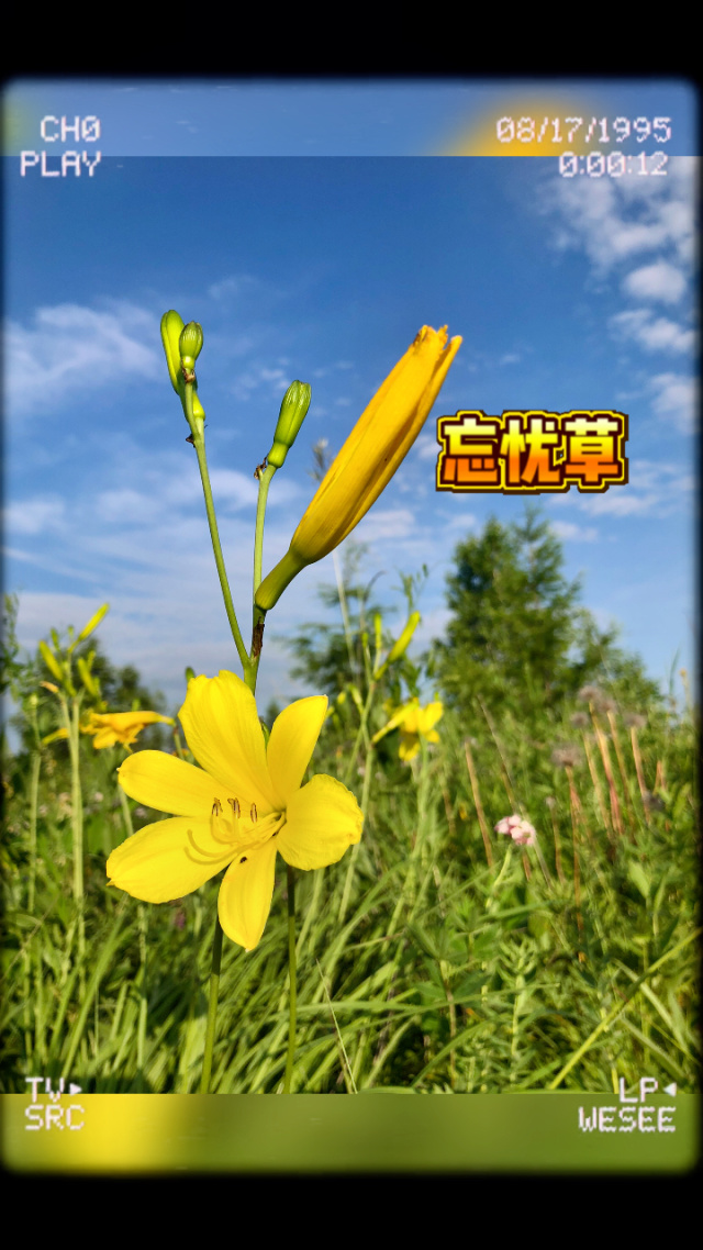 无人区乱码一线忘忧草无人区乱码一线忘忧草