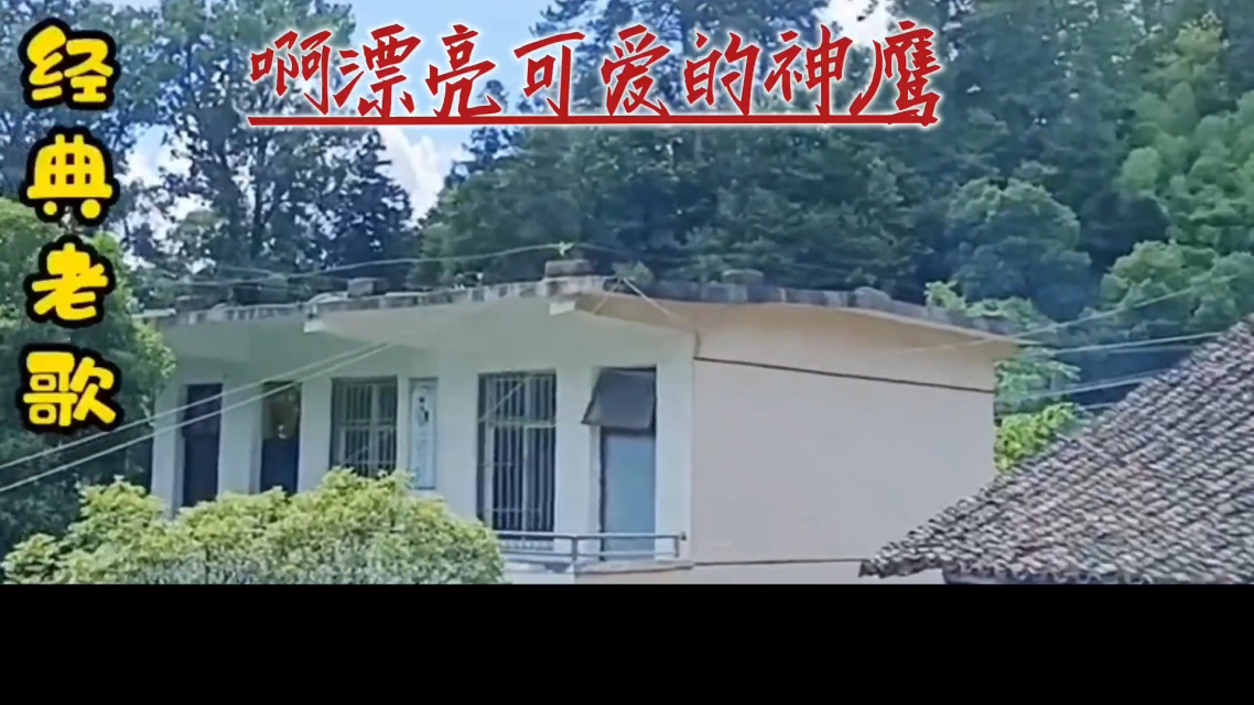 神鹰权威心水论坛神鹰权威心水论坛，探寻权威与心水的交汇之地
