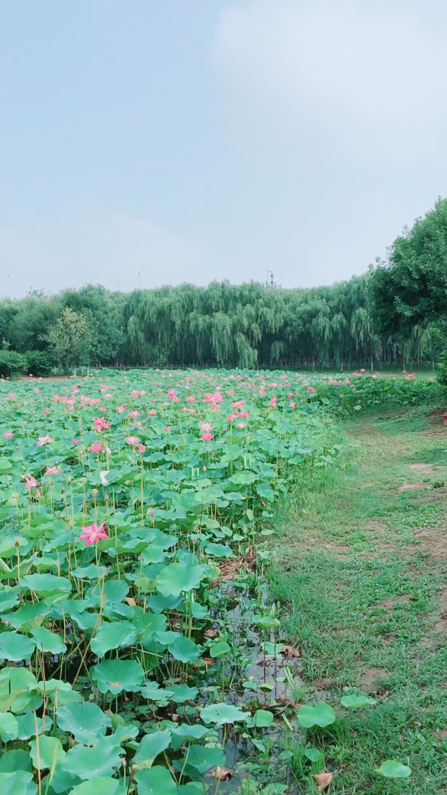 春动莲房