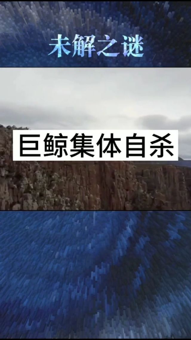 巨鲸巨鲸之谜-第2张图片