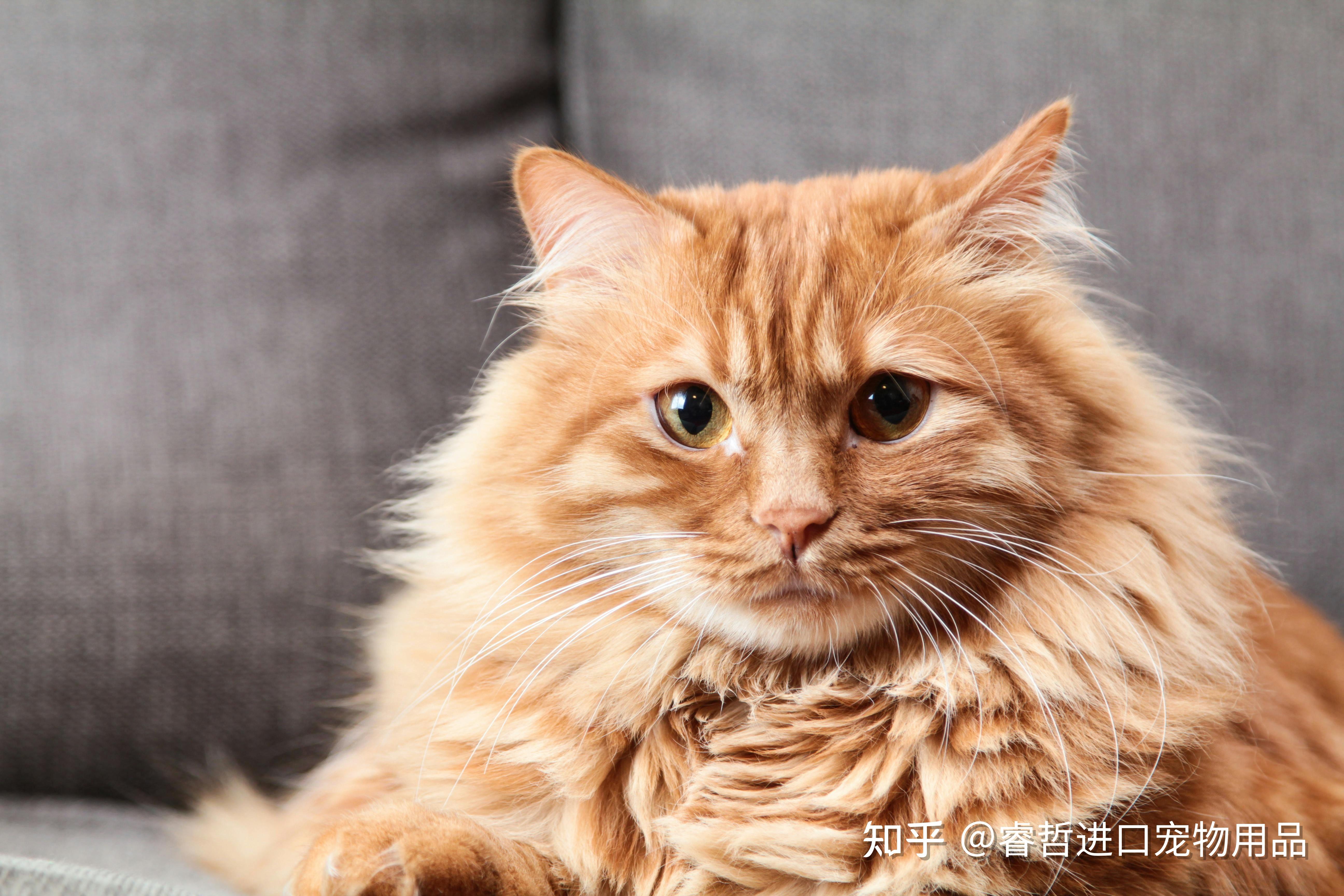种子猫种子猫，宠物的未来与选择-第2张图片