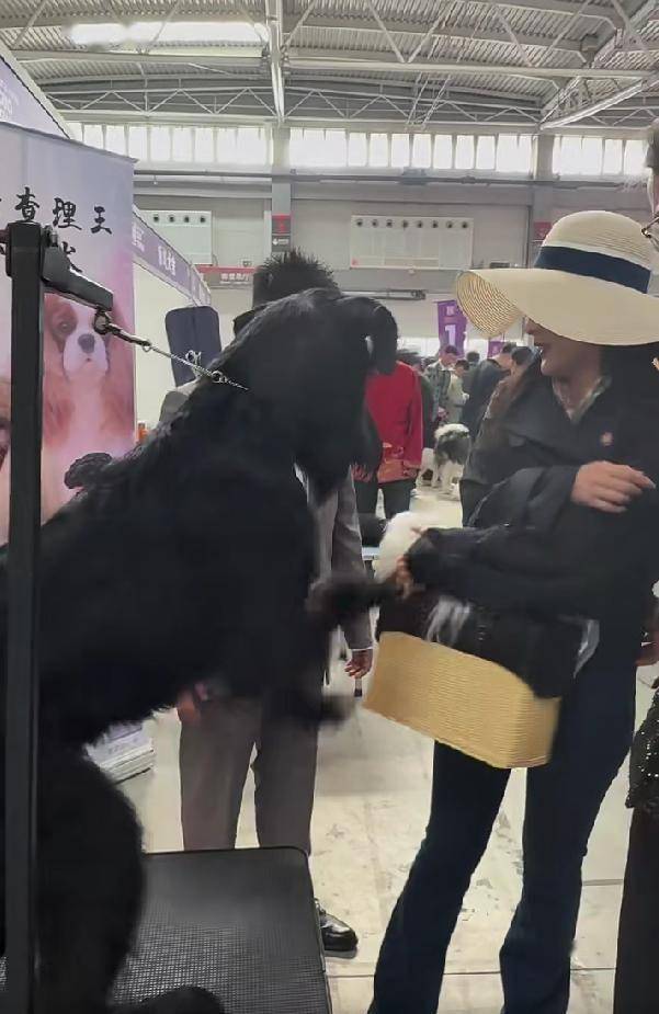 人与狗的互动之美