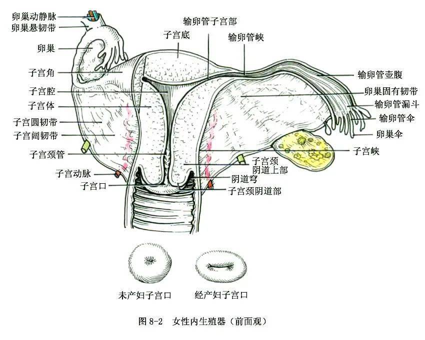 女性大荫蒂荫道多毛茸茸女性大荫蒂荫道多毛茸茸之美