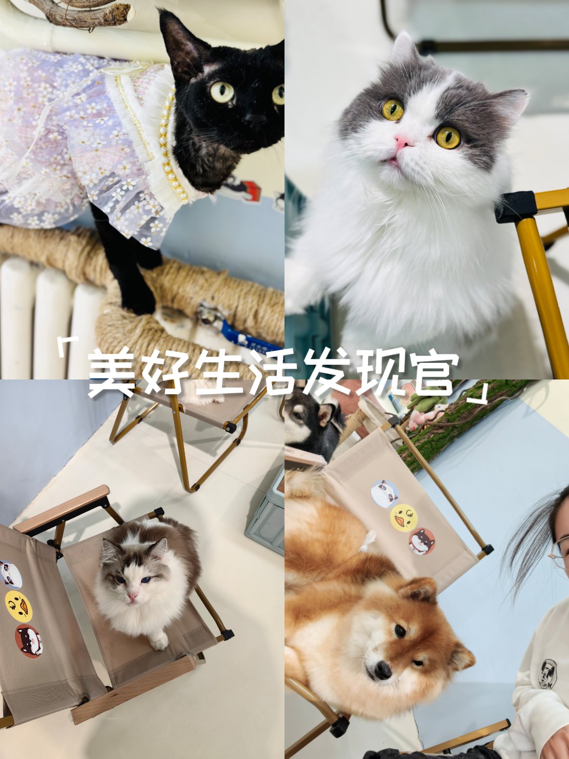 撸撸撸撸撸撸撸撸，探索撸猫世界的奇妙之旅-第2张图片