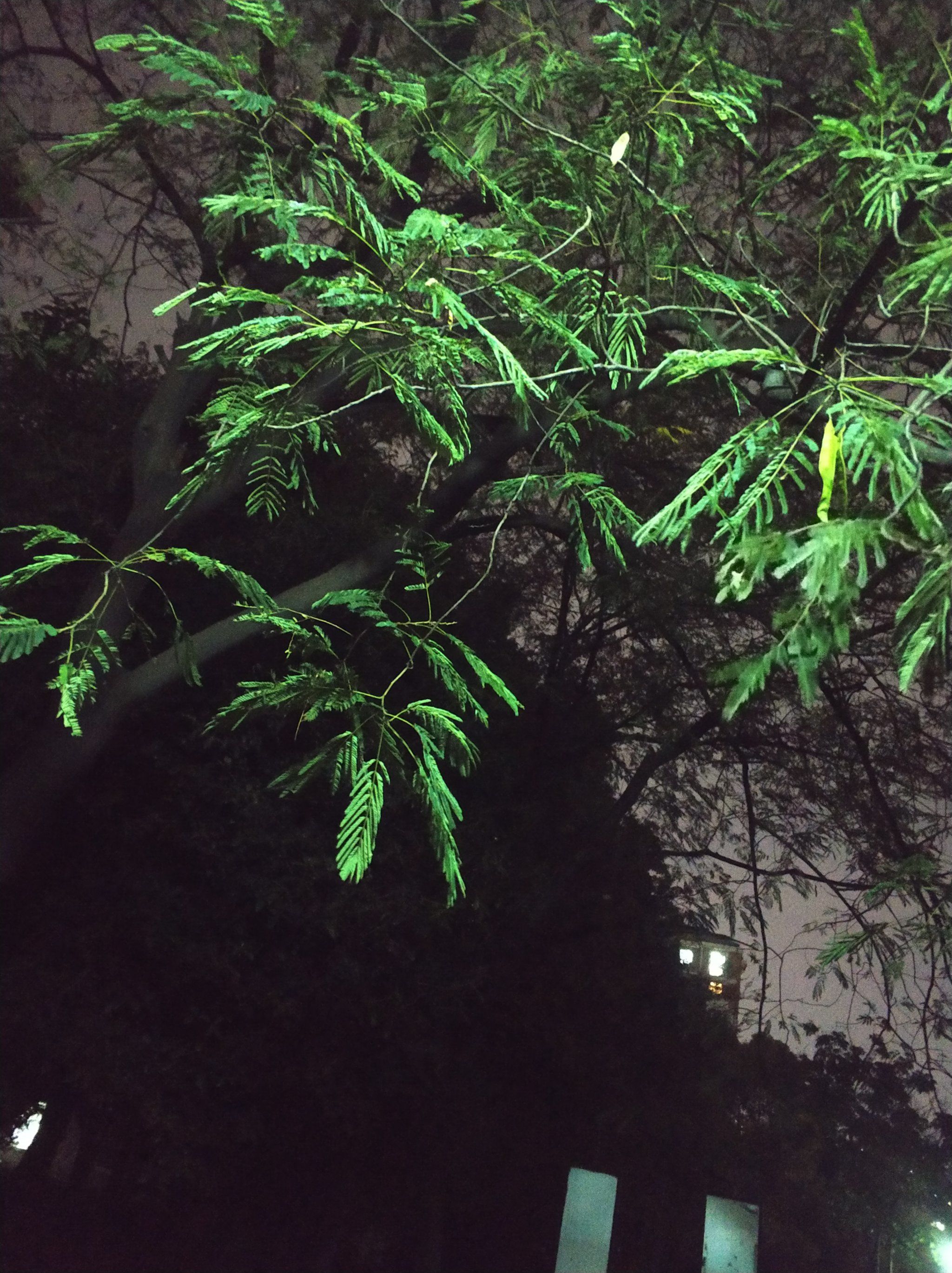 夜晚禁用含羞草-第3张图片