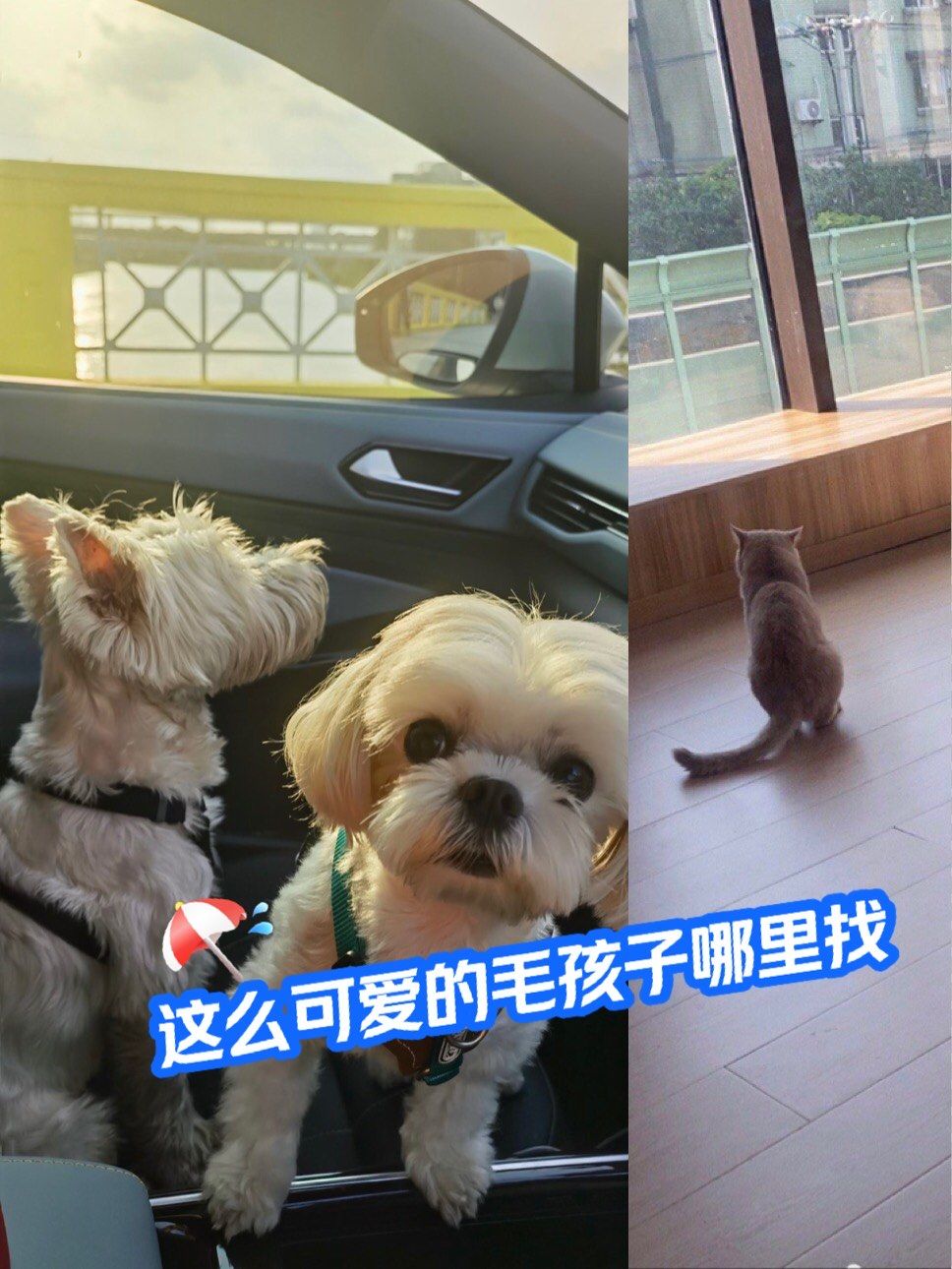 宠物论坛最大的宠物交流平台宠物论坛，宠物爱好者的交流平台
