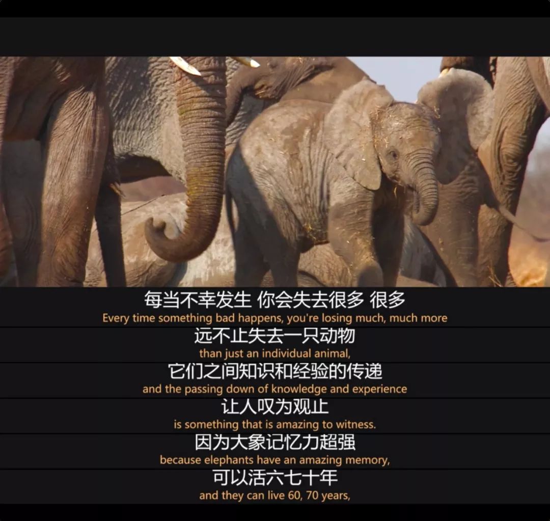 大象W灬源码1688大象W灬源码1688，探索数字世界的神秘力量
