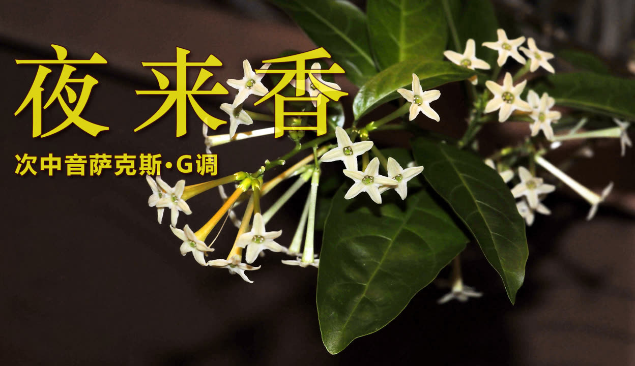 夜来香视频免费观看高清版下载夜来香视频免费观看高清版