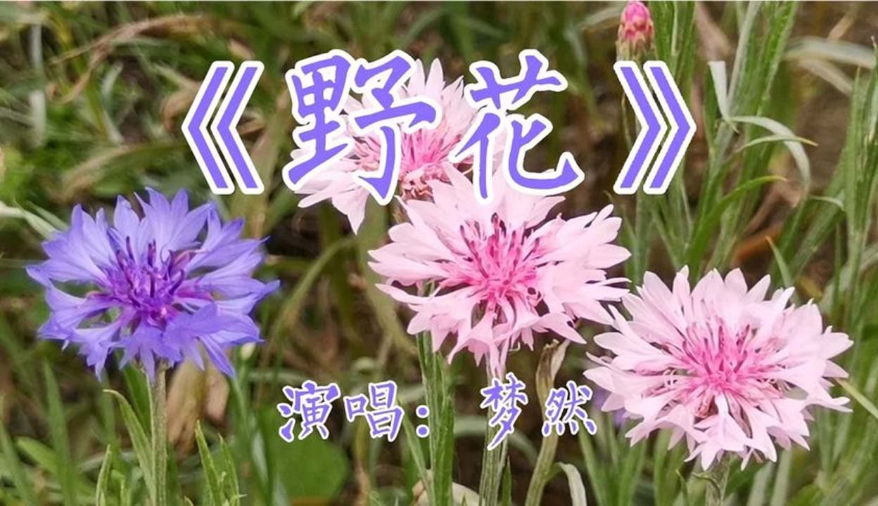 野花日本完整版在线观看免费高清-第2张图片