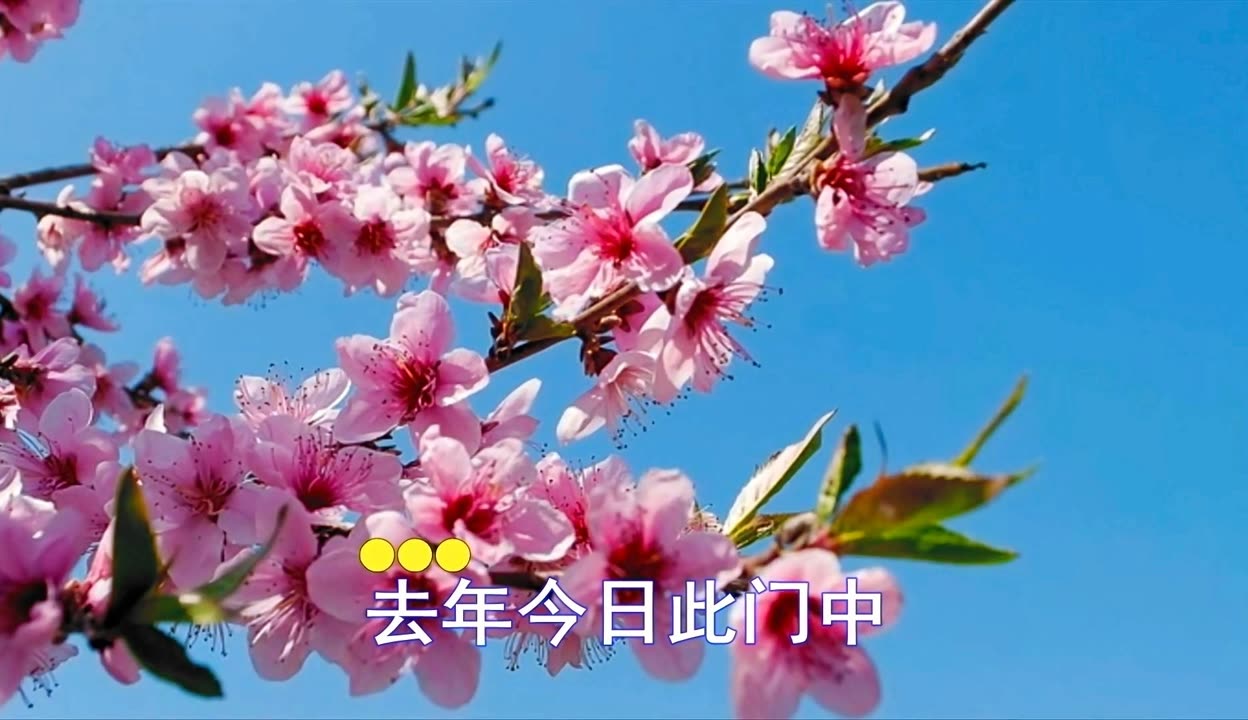 桃花视频在线观看免费播放18禁桃花视频在线观看免费播放