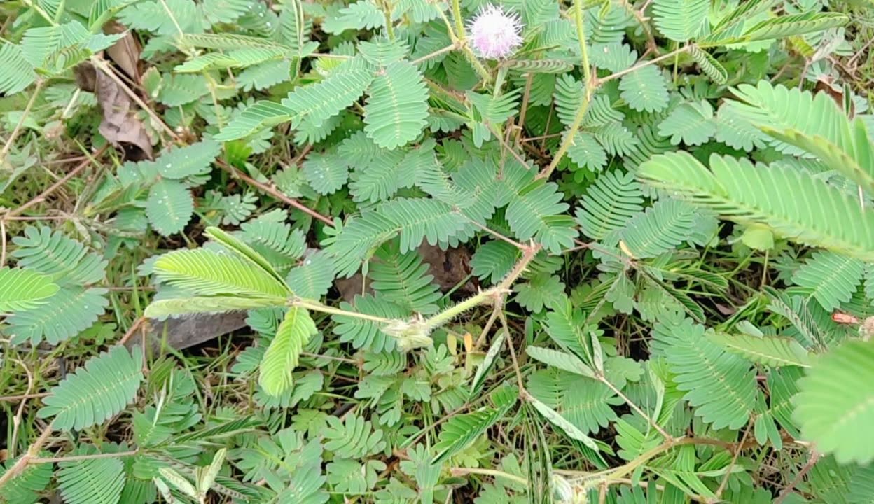 小草新视频在线观看与在线播放-第2张图片