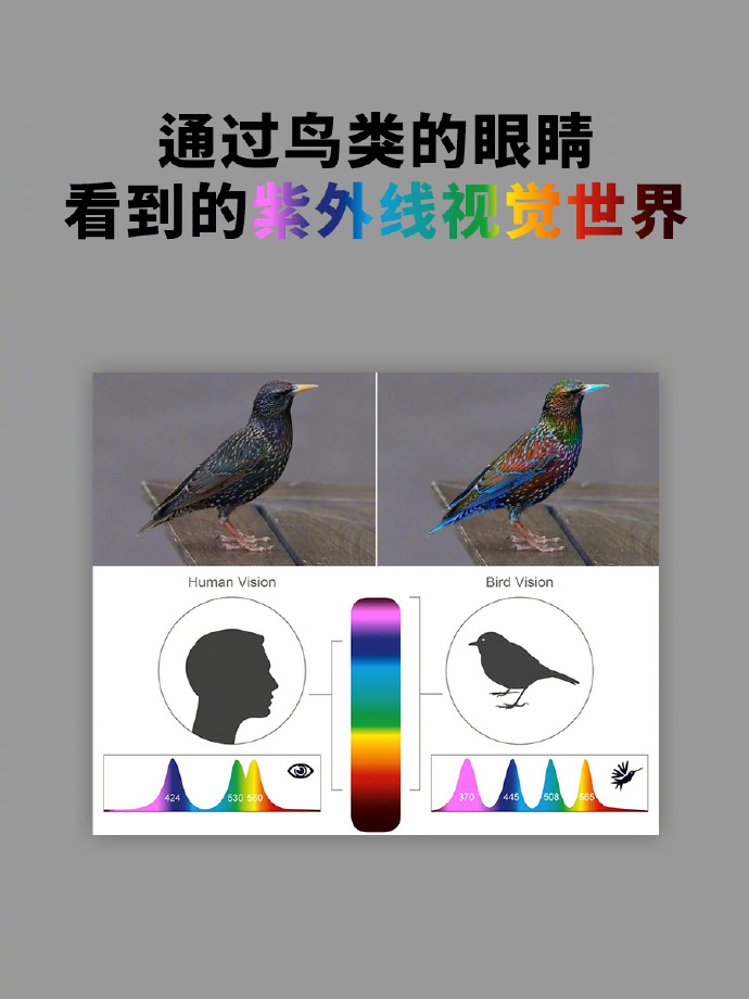 图库118，探索丰富的视觉世界
