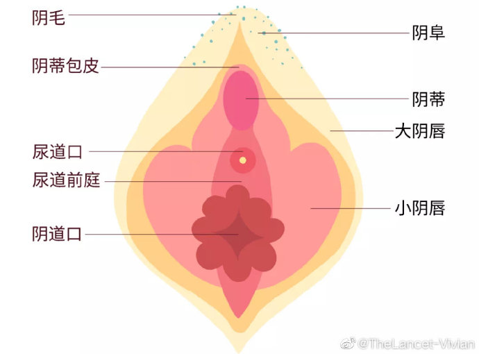 阴部肥胖的图片扒开女人两边毛耸耸，探究女性身体之美