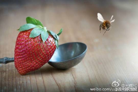 他舌头探进蜜源毛毛虫说说他的舌头探进蜜源毛毛虫的世界