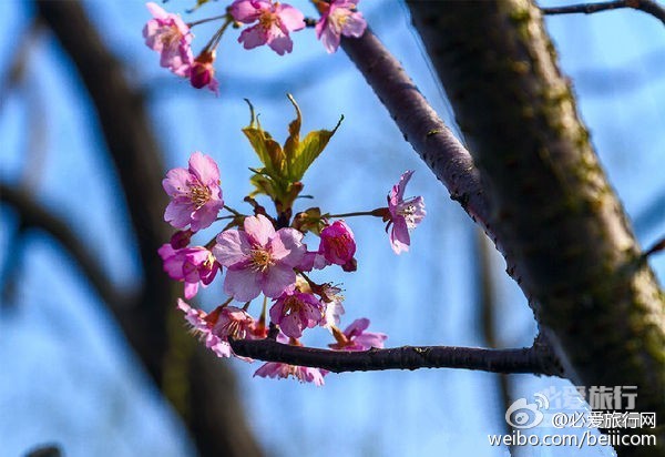 樱花官网官方进入入口文章