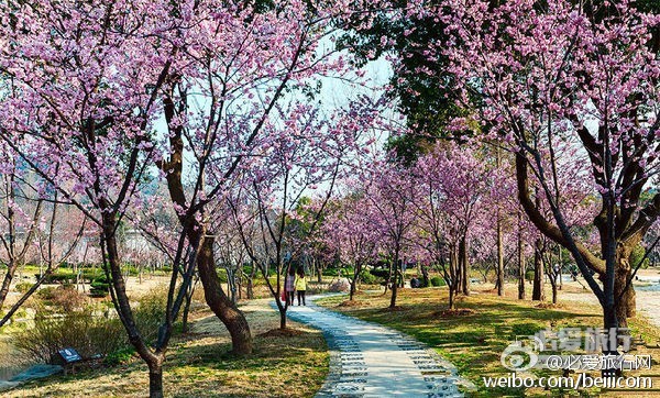 樱花官网官方进入入口文章-第3张图片
