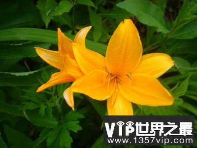 忘忧草社区日本WWW完整版-第2张图片